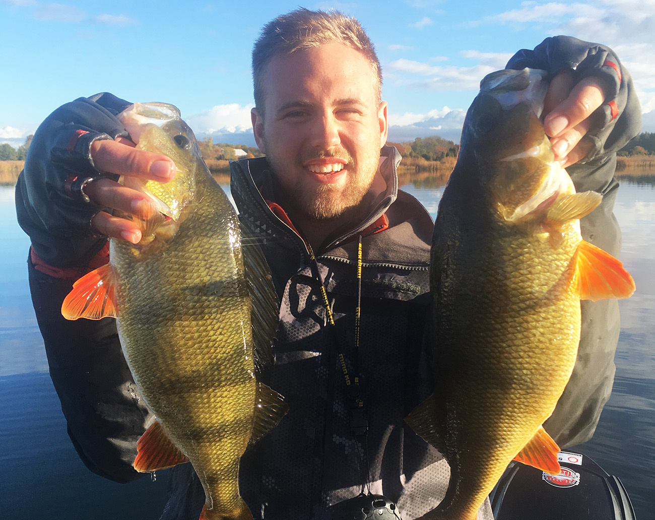 Z-Man Scented ShrimpZ 7,6 cm